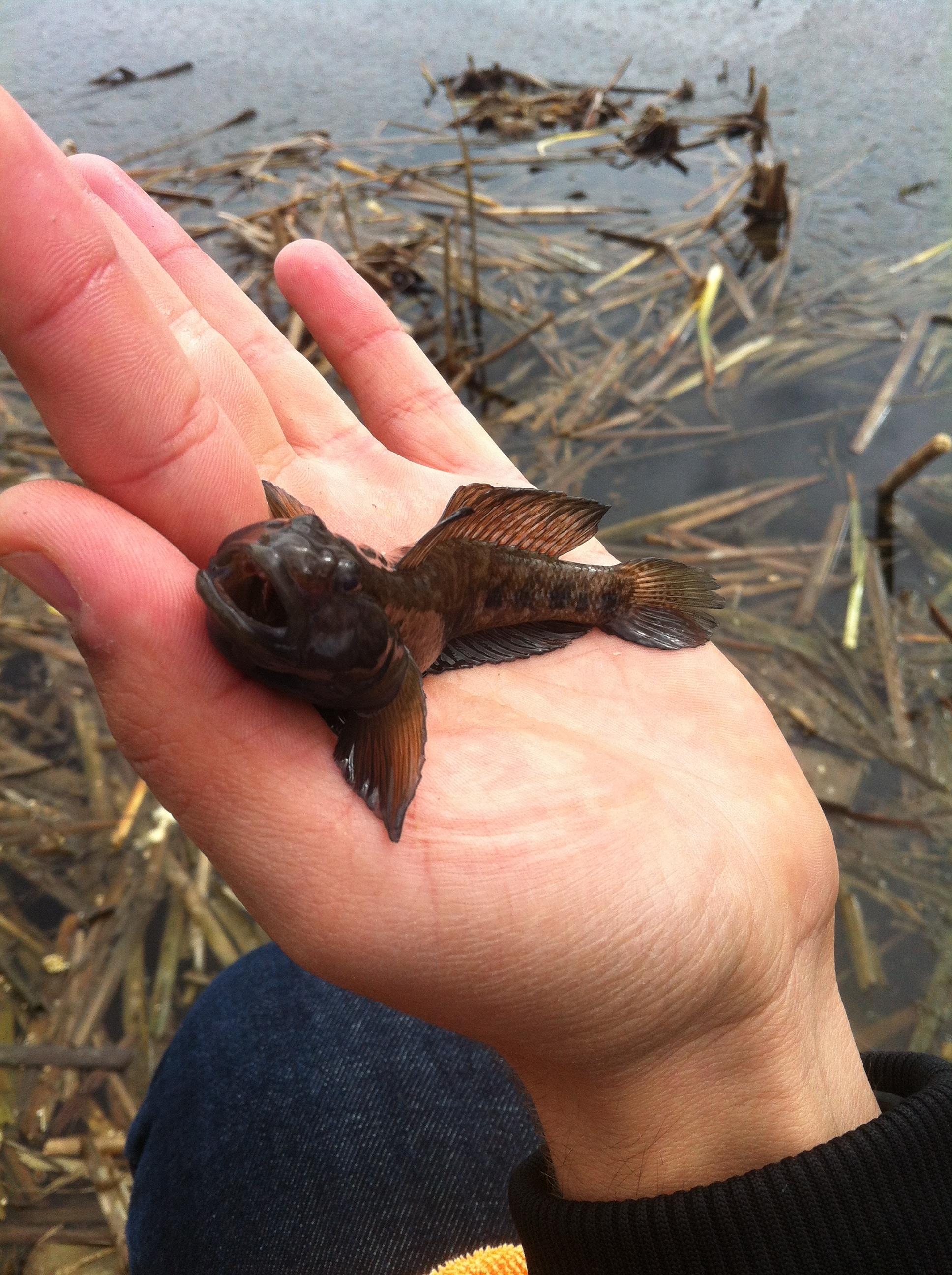 Pescuit :) - Balaur :)))